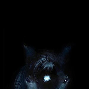 Meet your Posher, Dexter